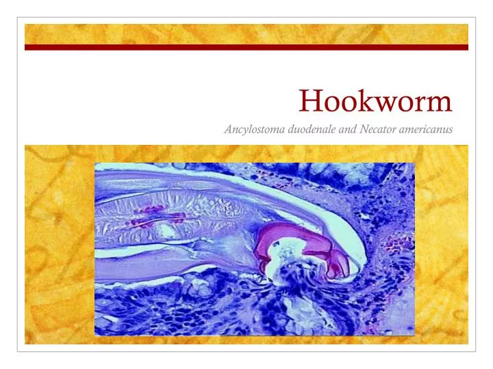 hookworm