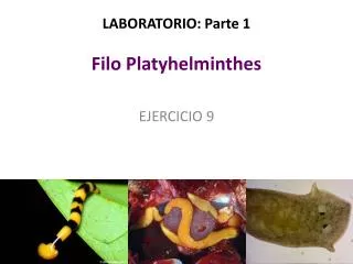 LABORATORIO: Parte 1 Filo Platyhelminthes