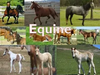 Equine