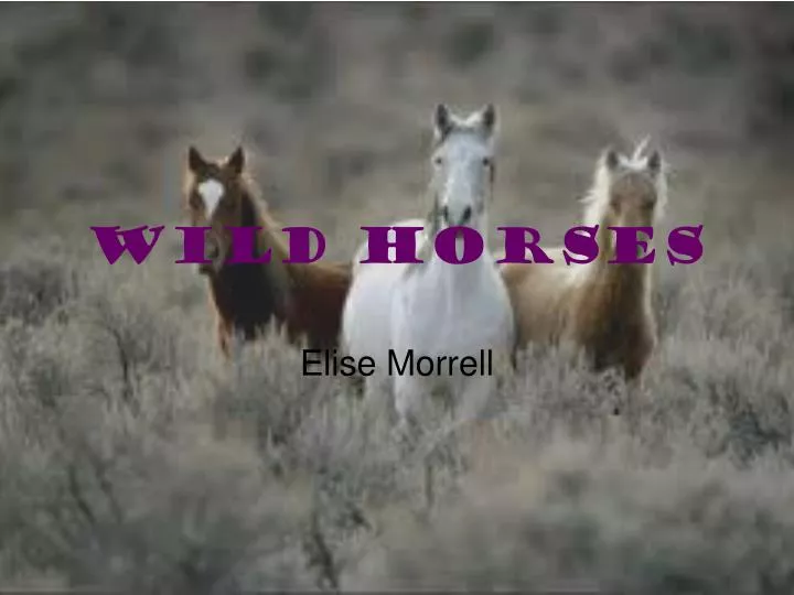 wild horses