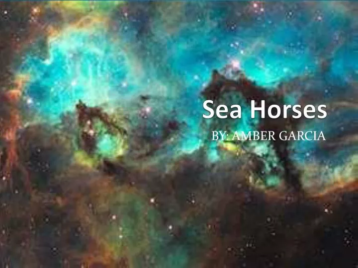 sea horses