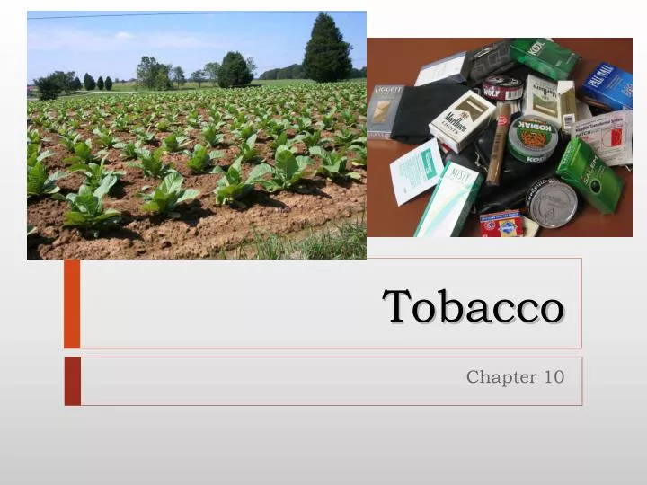 tobacco