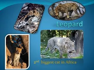 Leopard