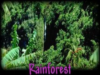 Temperatures in the rainforest are constant, ranging between 70 and 90 degrees Fahrenheit.