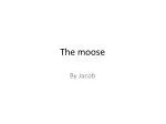 The moose - slide 1