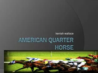 American quarter horse