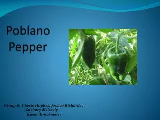 Poblano Pepper