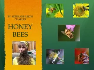 HONEY BEES
