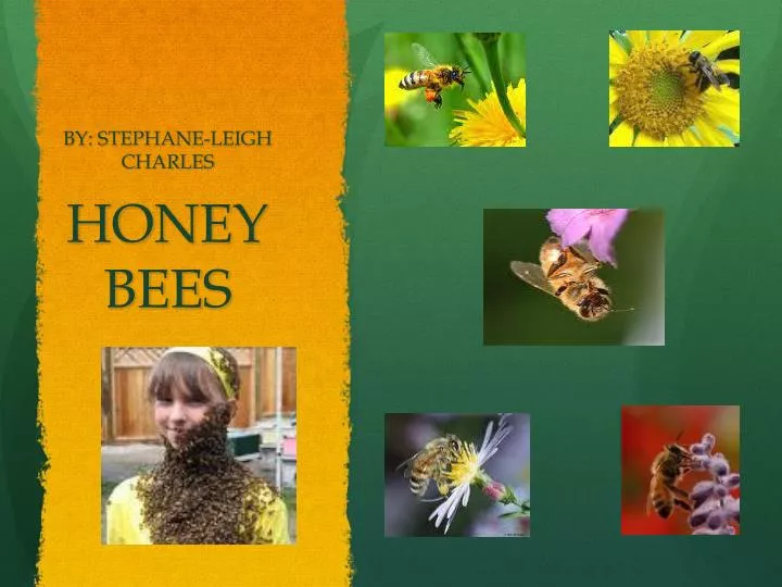 honey bees