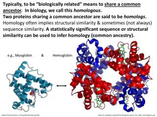 e.g., Myoglobin &amp; Hemoglobin
