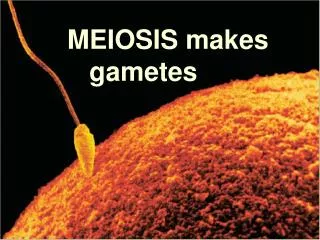 MEIOSIS makes gametes