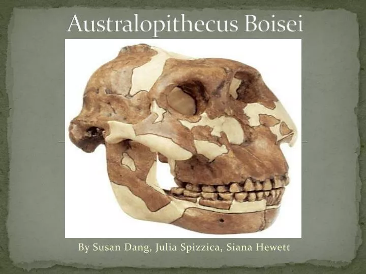 australopithecus boisei