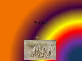 surikat