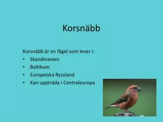 korsn bb