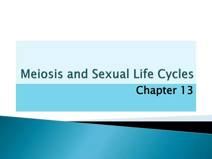 meiosis and sexual life cycles