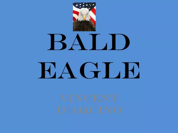 bald eagle