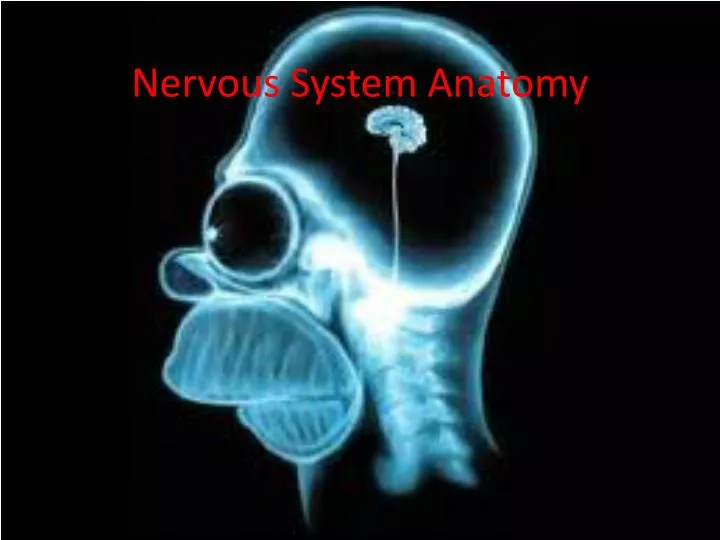 nervous system anatomy