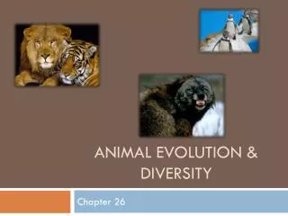 Animal Evolution &amp; Diversity