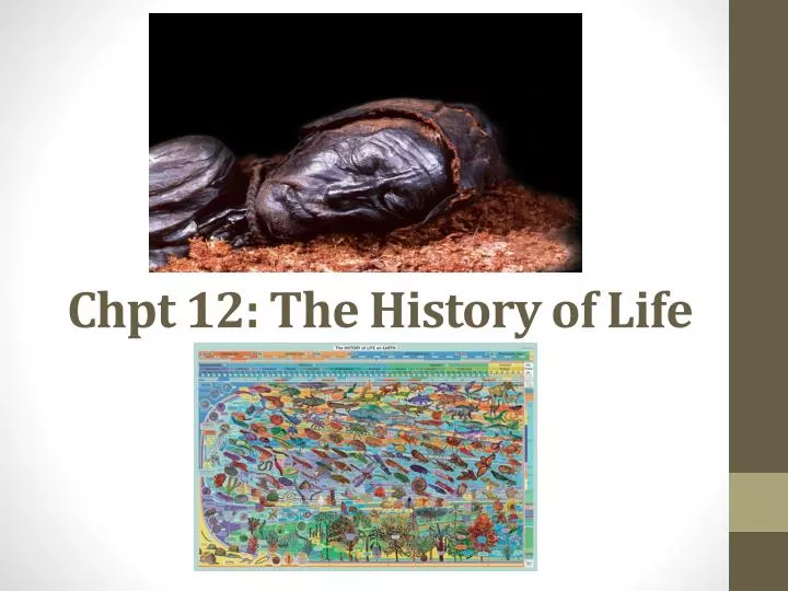 chpt 12 the history of life