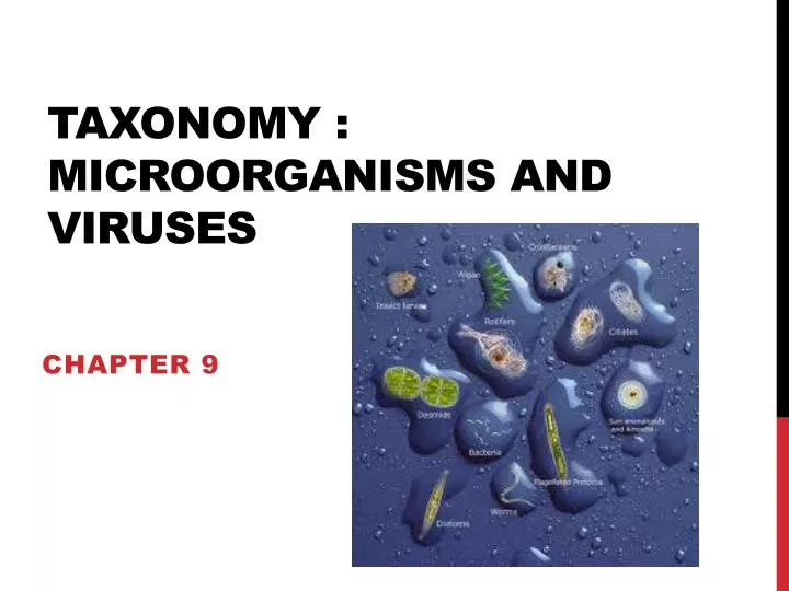 taxonomy microorganisms and viruses