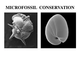 MICROFOSSIL CONSERVATION