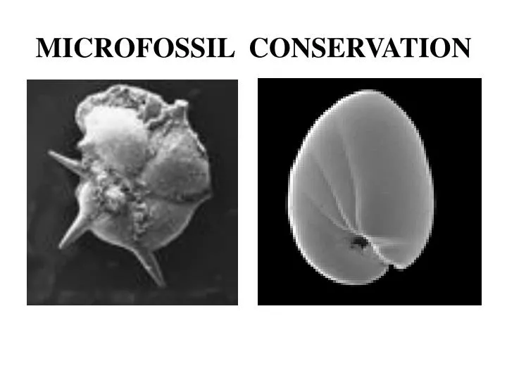 microfossil conservation