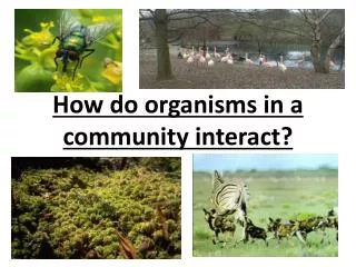 How do organisms in a community interact?