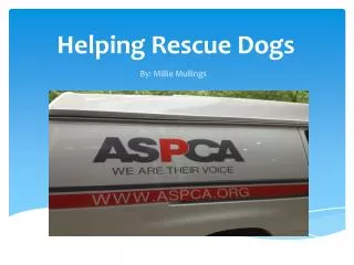 helping rescue dogs