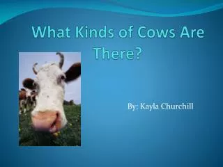 What Kinds of Cows Are There?