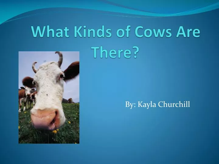 what kinds of cows are there