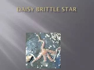 Daisy Brittle Star