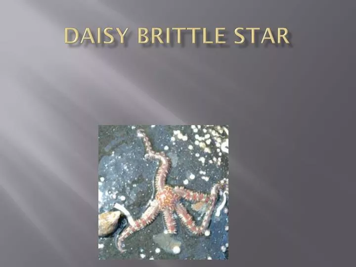 daisy brittle star