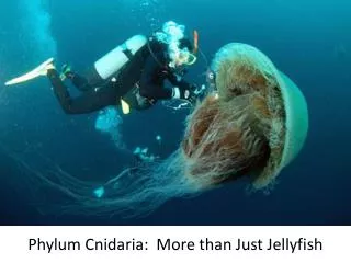 Phylum Cnidaria : More than Just Jellyfish