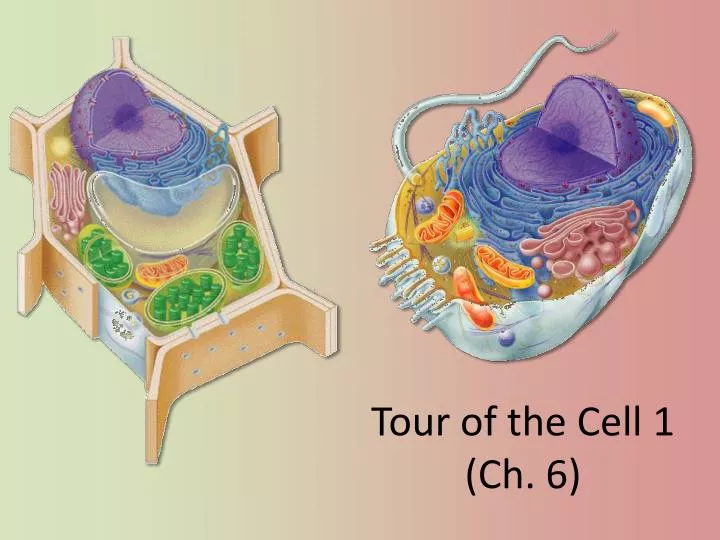 tour of the cell 1 ch 6