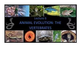 Lecture 6 ANIMAL EVOLUTION: THE VERTEBRATES