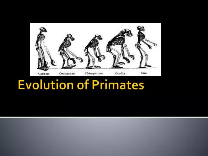 evolution of primates