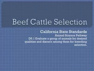 Beef Cattle Selection