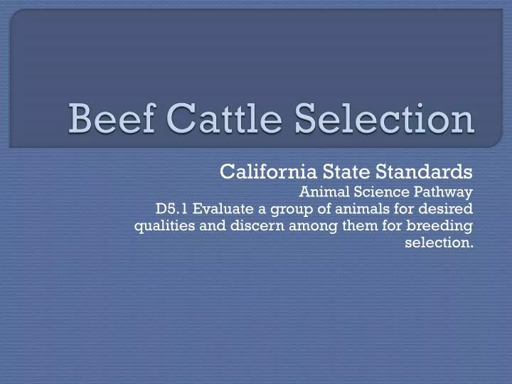 beef cattle selection
