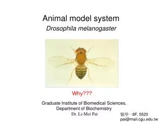 Animal model system Drosophila melanogaster