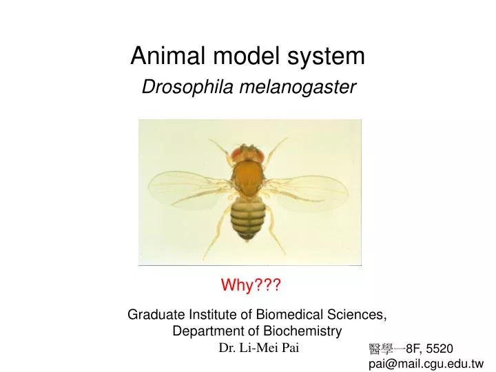 animal model system drosophila melanogaster