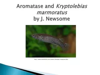Aromatase and Kryptolebias marmoratus by J. Newsome