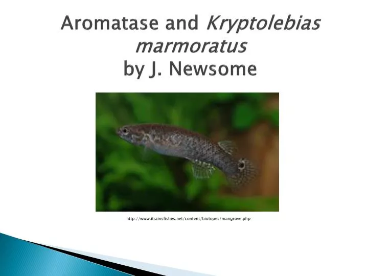 aromatase and kryptolebias marmoratus by j newsome
