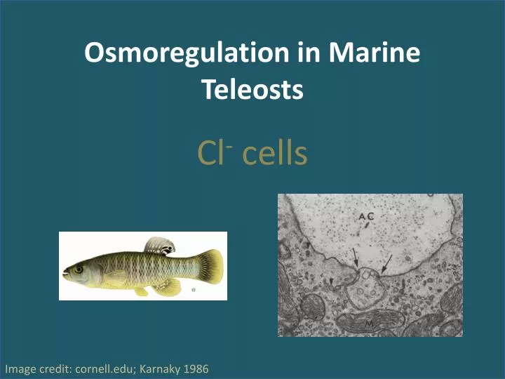 osmoregulation in marine teleosts