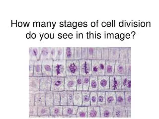 How many stages of cell division do you see in this image?