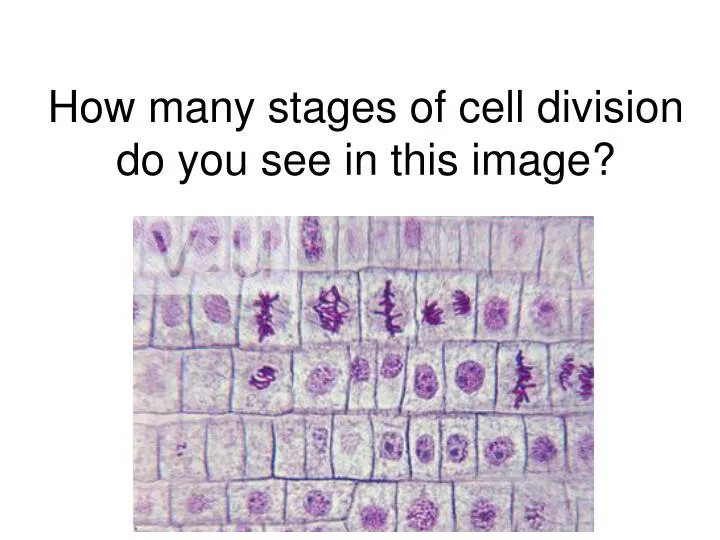 how many stages of cell division do you see in this image