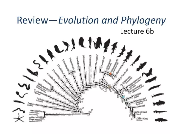 review evolution and phylogeny