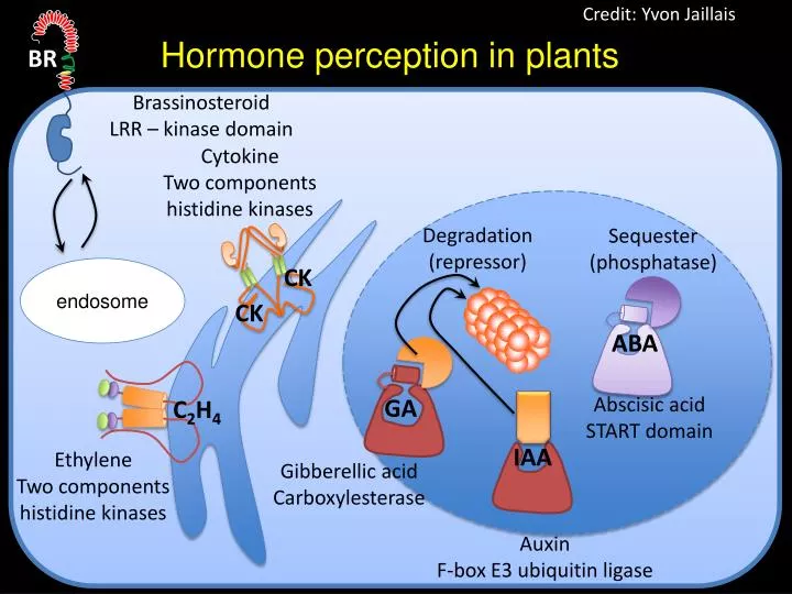 hormone perception in plants