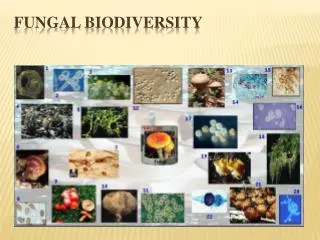Fungal Biodiversity