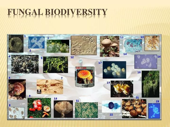fungal biodiversity
