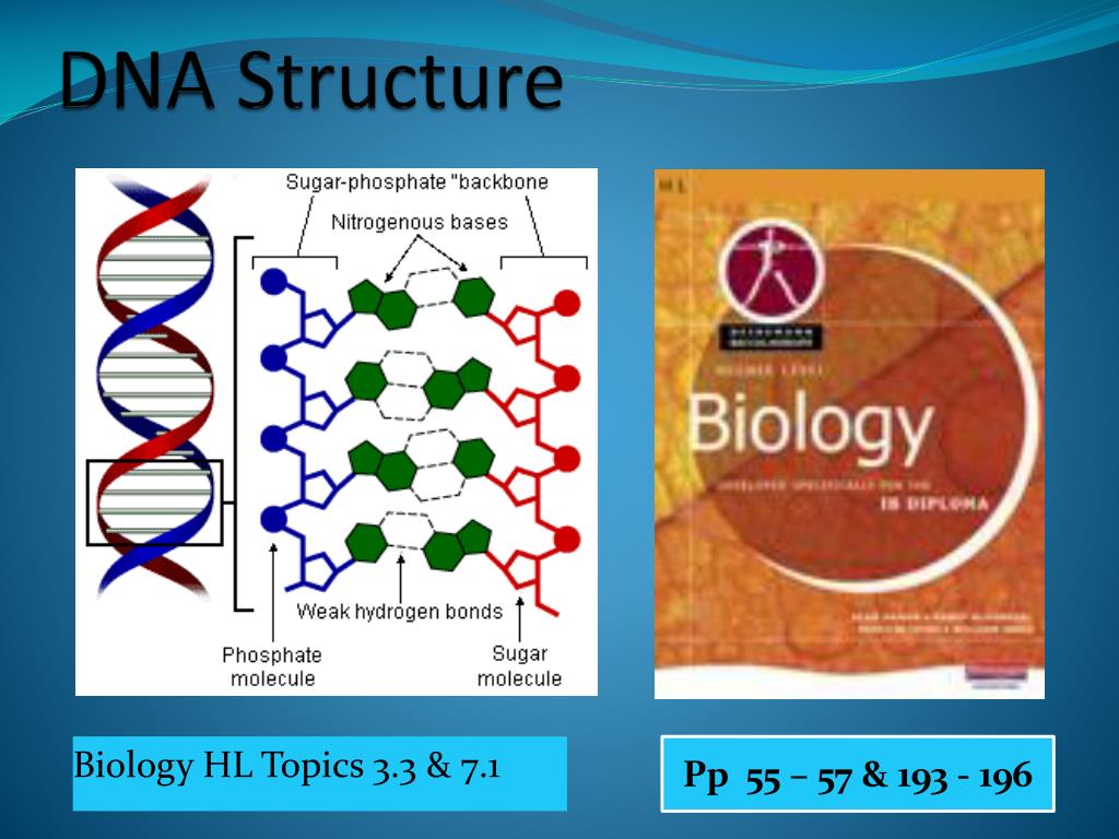 PPT - DNA Structure PowerPoint Presentation, free download - ID:2118226